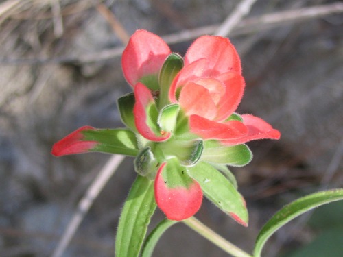 Image of Castilleja nervata by (c) Viacheslav Shalisko, some rights reserved (CC BY)