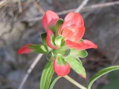 Castilleja nervata