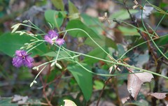 Thysanotus dichotomus