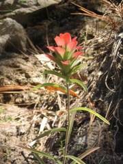 Castilleja nervata