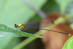 Coeliccia chromothorax
