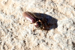 Phanophorus perspicax