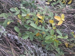 Lespedeza tomentosa