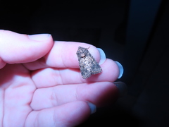 Pseudobryomima fallax