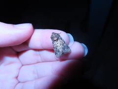 Pseudobryomima fallax