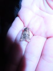 Pseudobryomima fallax