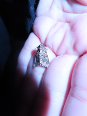 Pseudobryomima fallax