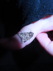 Pseudobryomima fallax