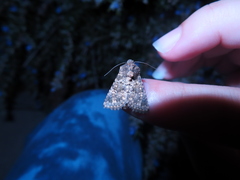 Pseudobryomima fallax