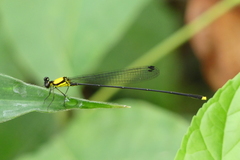 Coeliccia chromothorax