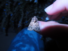 Pseudobryomima fallax