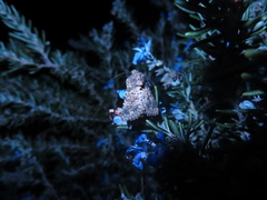 Pseudobryomima fallax