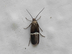 Klimeschia transversella