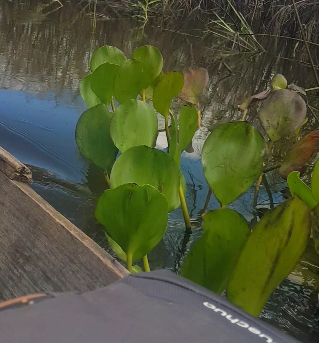 Pontederia azurea