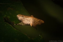 Hypolamprus ypsilon