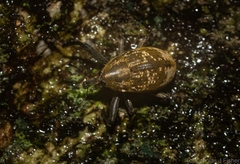 Perissops mucidus