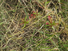 Ludwigia epilobioides