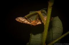 Hypolamprus ypsilon