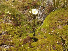 Gentianella montana montana