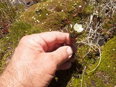 Gentianella montana montana