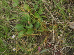 Fimbristylis bisumbellata