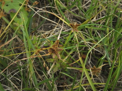 Cyperus sanguinolentus