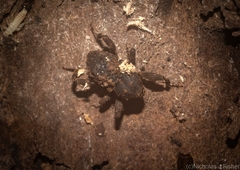 Methidrysis afflicta