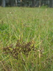 Cyperus flavidus