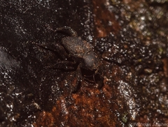Methidrysis afflicta