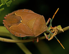 Stilida indecora
