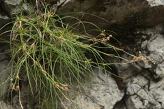 Gypsophila tenuifolia