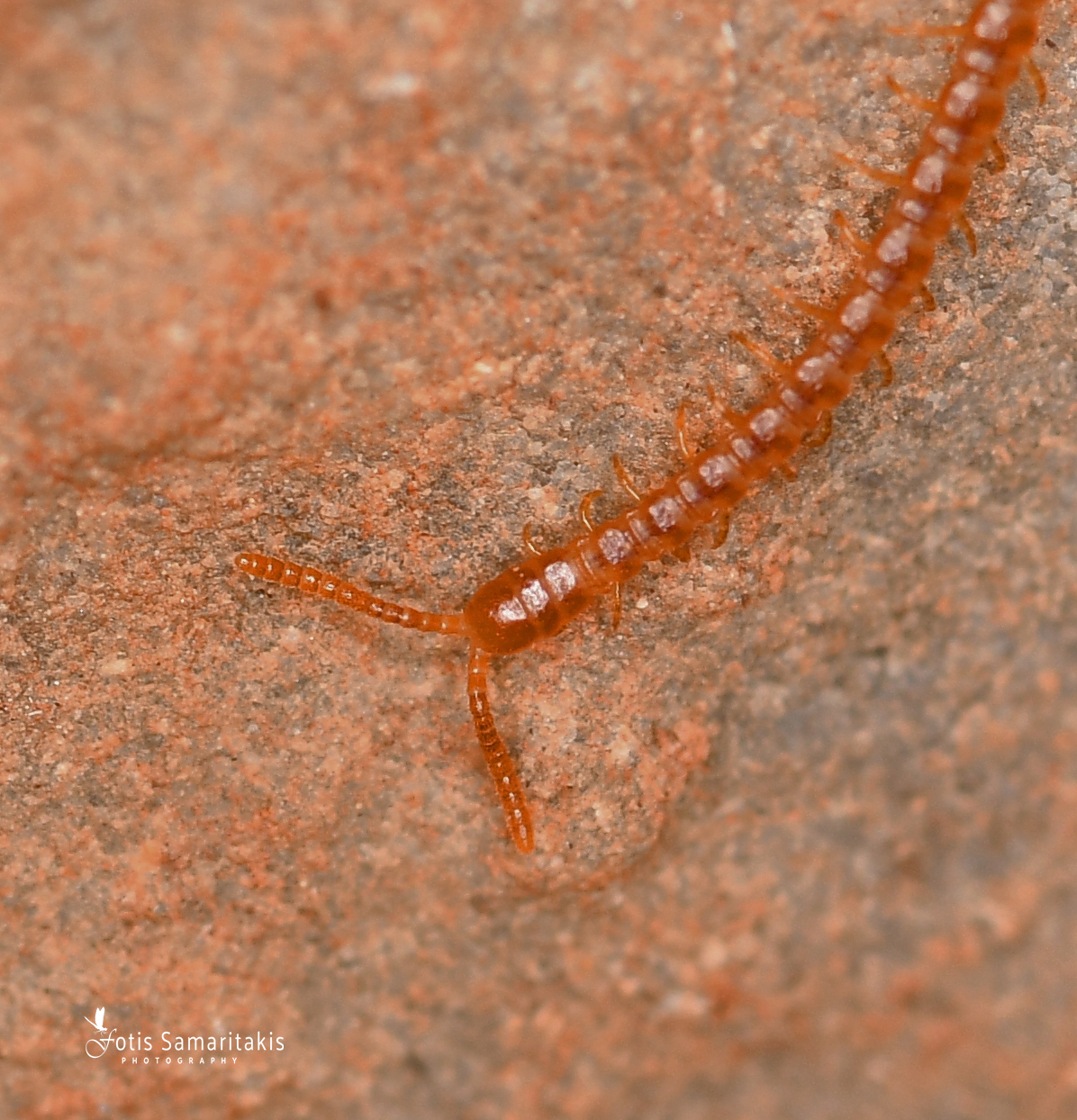 Dignathodon microcephalus Lucas, 1846