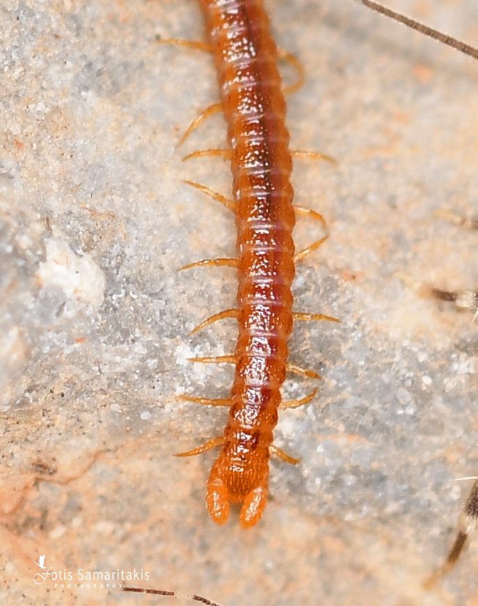 Dignathodon microcephalus Lucas, 1846
