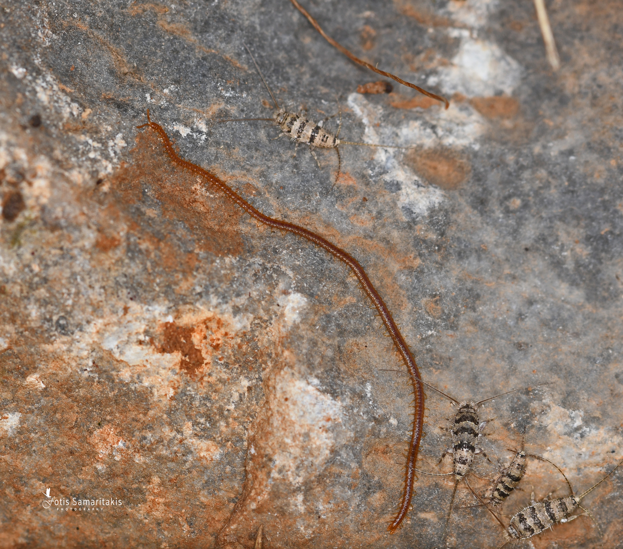 Dignathodon microcephalus Lucas, 1846