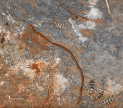 Dignathodon microcephalus