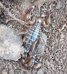 Bothriurus coriaceus