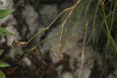 Gypsophila tenuifolia