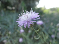 Centaurea odessana