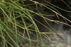 Gypsophila tenuifolia