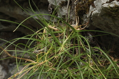 Gypsophila tenuifolia