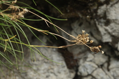 Gypsophila tenuifolia