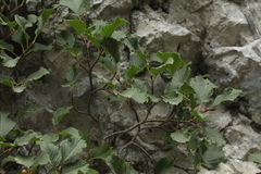 Rhamnus microcarpa