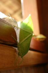Phyllophorella woodfordi
