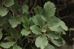 Rhamnus microcarpa