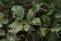 Rhamnus microcarpa
