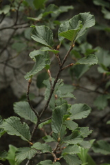 Rhamnus microcarpa