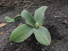 Allium decoratum