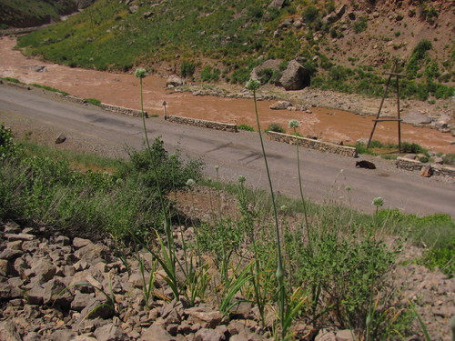 Лук Ошанина