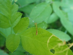 Tithrone roseipennis