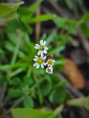Draba verna